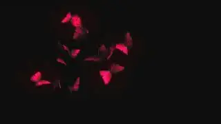 Alight motion -Butterfly video effect ❤