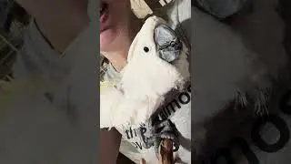 Clingy Cockatoo Chaos: Sara Misses Chris and Gets a Little Too Excited! 🦜💞
