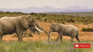 Cute Baby Animals | Ultra HD PK | 