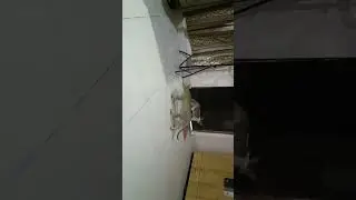 CID cat sabut dhund rhihe 🤣 #cat #shots #shorts