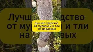 Лучшее средство от муравьев и тли! 