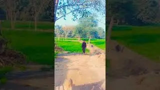Shortcut video
