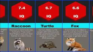 Probability Comparison: Animal Intelligence IQ