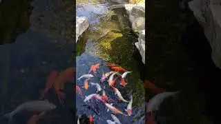 ЗООПАРК. КИЕВ СЕНТЯБРЬ 2023. ВНУК. 