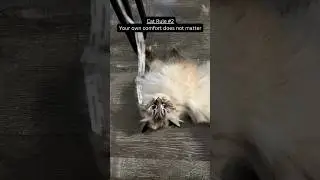 You Have NO Choice When You Have A Cat