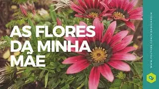 As flores da minha mãe