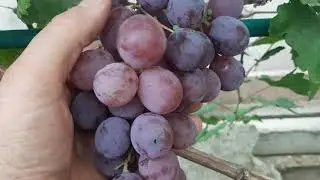 Рыночный ( Ред глоуб ) - розовый виноград
