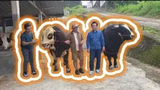Wow❗ Kunjungan Sohibul Qurban Pinang Sapi Premium Di Kandang Setia Farm Jawa Barat Dan Purworejo