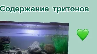 Содержание тритонов!🖤💗￼