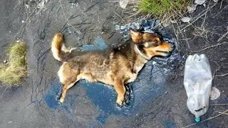 A small dog got stuck in the tar, she could not get out herself ...