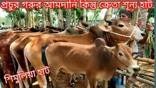 @সোমবার ১/৫/২০২৩/প্রচুর আমদানি,তীব্র গরমে ক্রেতা কম/শিমুলিয়া হাটে ষাঁড় গরুর দাম/cow market 2023