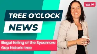 Tree Oclock News reporting on the illegal felling of the Sycamore Gap tree