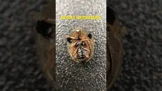 Mottled Tortoise Beetle dancing!