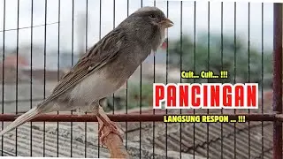 Kenari GACOR Panjang - PANCINGAN KENARI PAUD Belajar BUNYI - KENARI Belajar BUNYI Ngeriwik