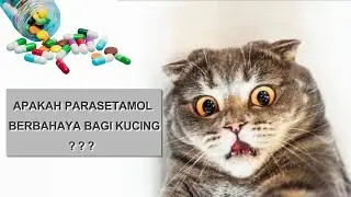 PENGGUNAAN OBAT PARASETAMOL PADA KUCING