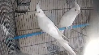 Beautiful Cocktails collection | Birds Fusion | Birds Lovers