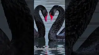 Relaxing video and music
