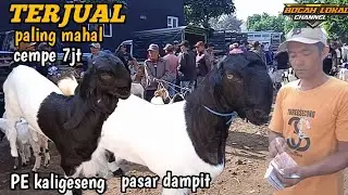 TERUPDATE HARI INI‼️HARGA KAMBING BABON DAN CEMPE NETINA  DI  PASAR DAMPIT  KEMAREN