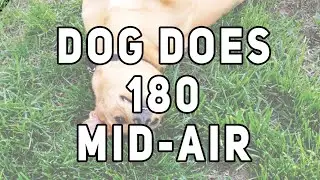 Flying feist dog does a 180 mid-air