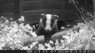Cutie young badger hesitantly entering the garden for the first time