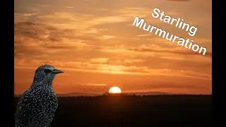 Starling Murmuration at Sunset
