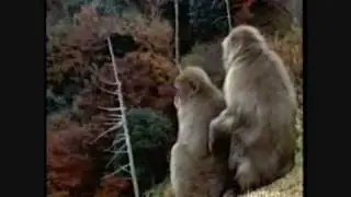 Out in Nature: Homosexual Behavior in the Animal Kingdom (6 of 6)