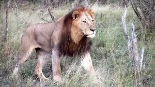 Hippo Pools Male Lion Chases Cheetah Away From His Pride
