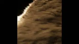 Cloth / Fur Simulation made completely in Unreal Engine using Ornatrix Plugin #unrealengine #shorts