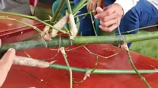 Bambu petuk langka, ditemukan di aceh(pekik langka)(mirip) 竹子哲学家 นักปรัชญาไผ่ Tre của triết gia