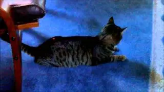 Crazy Cat