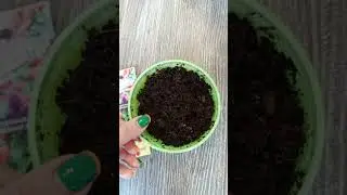 УРОЖАЙ К ЗИМЕ пора сажать Семена