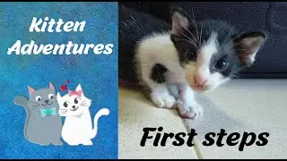 Kitten Adventures - 3-week old kitten going for a walk