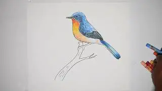 How to draw Eastern Bluebirds step by step || beautiful bird easy drawing || Weekend Art