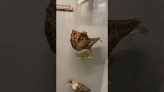 Birds with Human Hair?