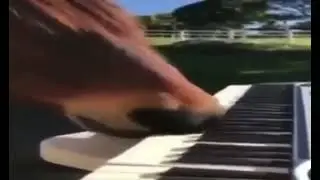 Horse plays piano 2