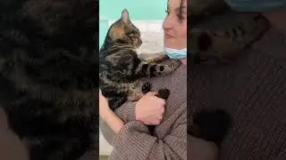 Спасли кота
