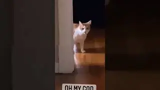 funny cat memes
