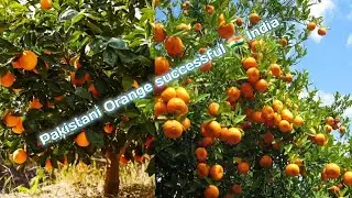 #Pakistani_orange | Pakistani orange successful india | Pakistani orange India | #Pakistan_farming