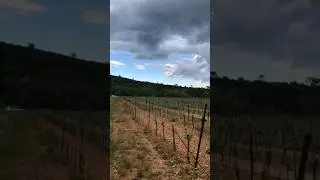 🇫🇷🍇Виноградники в Лек (фр. Lecques)🍷🍾 департамент Гар🥂🥃