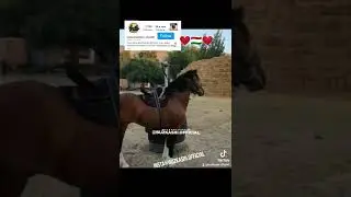 Бузкаши аспи бузи 