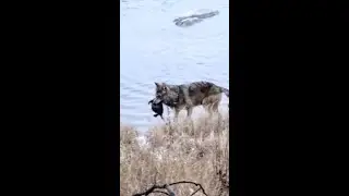 Rare video of wolf hunting and killing beaver swimming underwater