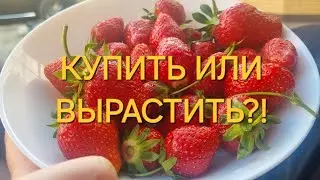 #владикавказ Поиски лучшей клубники во Владикавказе! /19 мая 2024/#подкормкаклубники