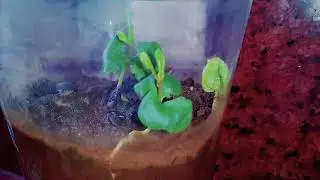Pomegranate Seed Germination Timelapse