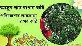 ছাদ বাগান | পরিবেশের ভারসাম্য রক্ষা ছাদ বাগান | ছাদে সবজি আর ফলের বাগান | Roof top Garden | Garden |