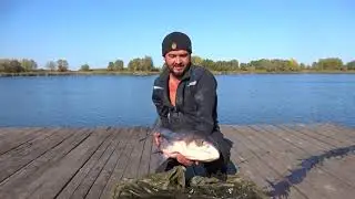 Огромный толстолобик !