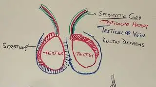 S8E1 Testicular Torsion or twisted testicle