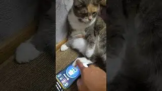 Учу тапать хомяка