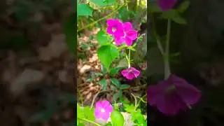 Beautiful flowers in the Garden 