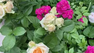 Розы Пич Аваланж, Динки, Аспирин, Нью Доун и другие, прогулка по саду 🧚🏻‍♀️🌸🧚🏻‍♀️🌸🧚🏻‍♀️