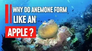 Why Do Anemone Form like an Apple?